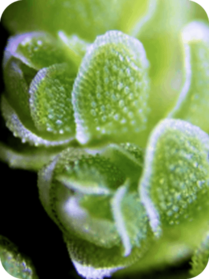Close-up of Azolla fern nitrogen-fixing plant